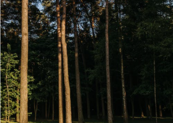 Traditional Festivals and Celebrations: Experiencing Cultural Heritage